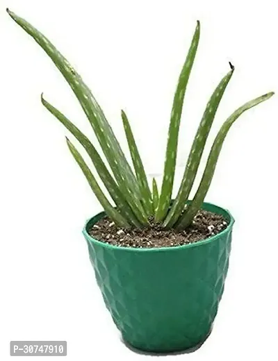 The Entacloo Aloe Vera Plant ryh138-thumb0