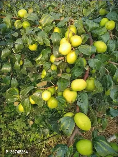 The Entacloo Ber Apple Plant Ber Apple Live Plant. v1-thumb0