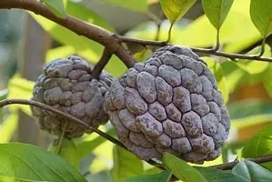 The Entacloo Custard Apple Plant Axotic-thumb2