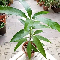 The Entacloo Mango Plant Mango PlantAam ( Hybrid Pack of 1 )-thumb1