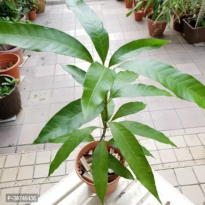 The Entacloo Mango Plant Mango PlantAam ( Hybrid Pack of 1 )-thumb2