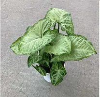 The Entacloo Syngonium Plant Air Purifying Syngonium Plant-thumb2