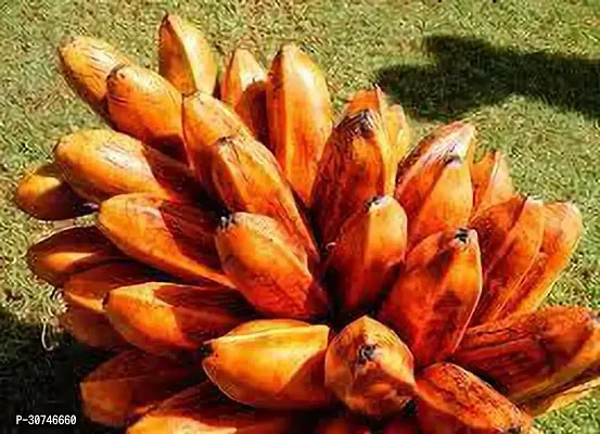 The Entacloo Banana Plant Musa Troglodytarum Banana Plant-thumb2