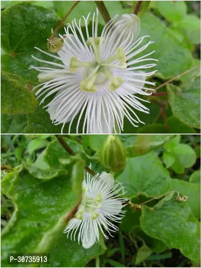 The Entacloo Jasmine Plant White jhumkolotapassiflorapassion flowerrakhi flowerPassifloraceae flower plant-thumb0