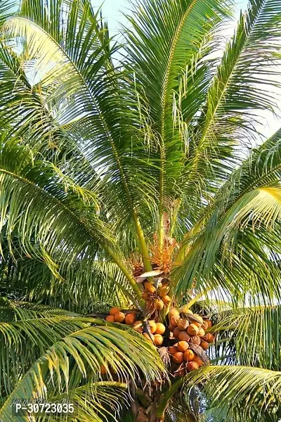 The Entacloo Coconut Plant Coconut Tree-thumb0