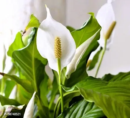 The Entacloo Peace Lily Plant Peace lily plant-thumb0