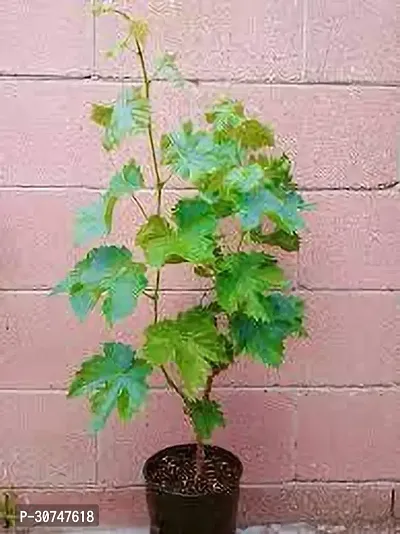 The Entacloo Grapes Plant Black Seedless Grape Plant 1 Healthy Vine Cutting Plant With Black Pot (Set Of 1)-thumb0