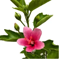 The Entacloo Hibiscus Plant Pink Hibiscus Live Flower Plant-thumb1