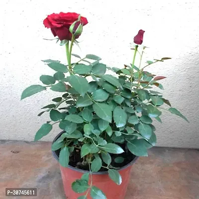 The Entacloo Rose Plant red roseplant-thumb0