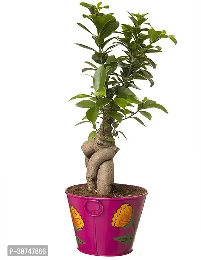 The Entacloo Ficus Bonsai Plant CFGV140-thumb0