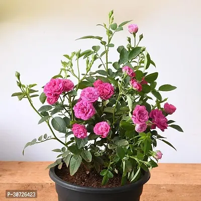 The Entacloo Rose Plant Pink Rose Plant CF_A424-thumb0