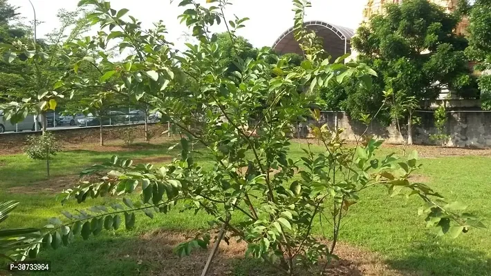 The Entacloo Guava Plant GUAVA PLANT J55-thumb2