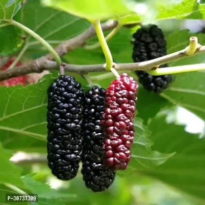 The Entacloo ShahtootMulberry Plant original Rear Thai Mulberry live PlantV-4-thumb0