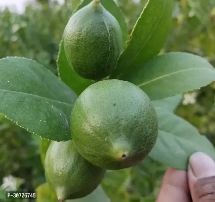 The Entacloo Lemon Plant Thai seedless lemon plant airliyering grafted plant-thumb0