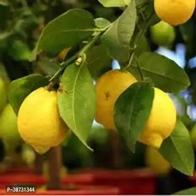 The Entacloo Lemon Plant Sweet Lemon Malta Mosambi Live Plant - High Yielding Sweet Lemon Dwarf Tropical Fruit Plant Plant-thumb0