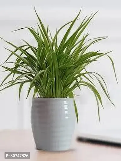 The Entacloo Spider Plant SPIDER PLANT Y77-thumb0