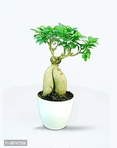 The Entacloo Ficus Bonsai Plant CFGV20-thumb0