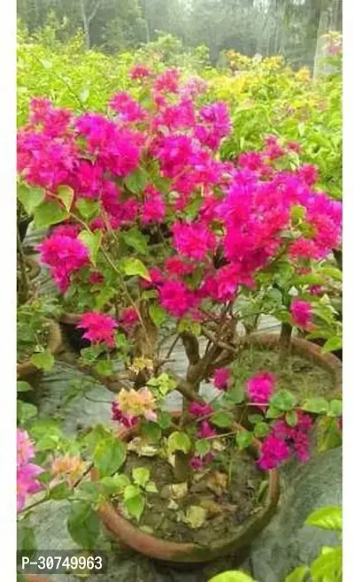 The Entacloo Baugainvillea Plant Bougainvillea Plant Kagaj Flower Live Plant FP55-thumb0