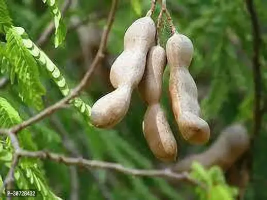 The Entacloo Tamarind Plant HSGD924-thumb0