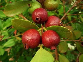 The Entacloo Guava Plant Red Indian Guava plant-thumb2