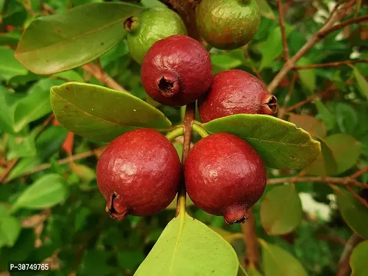 The Entacloo Guava Plant Red Indian Guava plant-thumb3