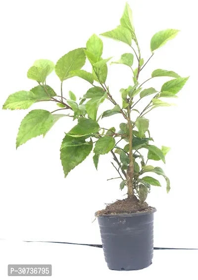 The Entacloo Hibiscus Plant HebiscusGudhal Live Plant (Included Pot)-thumb0