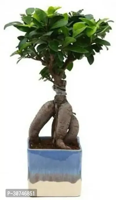 The Entacloo Ficus Plant 08775-thumb3