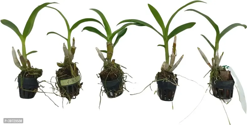 The Entacloo Orchid Plant Dendrobium Orchid Live Plant Combo (5 Pieces in 5 Different Colors Subject to Availability) with 2 inch Net Pot (Seedling Size 4-6 inch)