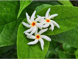 The Entacloo ParijatHarsingar Plant SHIULI PHUL PLANT PARIJATHARSINGAR PLANT FLOWER-thumb1