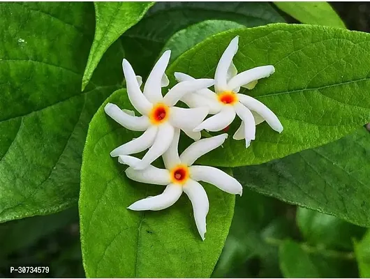 The Entacloo ParijatHarsingar Plant SHIULI PHUL PLANT PARIJATHARSINGAR PLANT FLOWER-thumb2