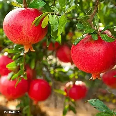 The Entacloo Pomegranate Plant Outdoor Pomegranate Annar Anar (Grafted)Plant-thumb2