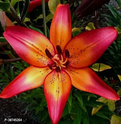 The Entacloo Lily Plant JAMBO DOUBLE LILYD4-thumb0