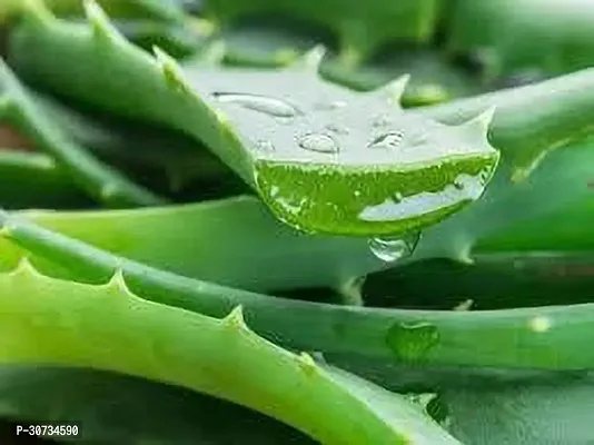 The Entacloo Aloe Vera Plant Aloe Vera Plant 024-thumb0