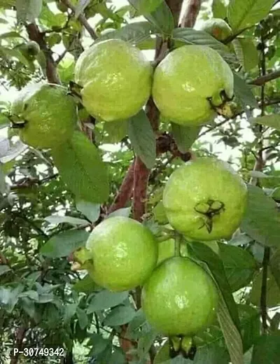 The Entacloo Guava Plant Guava Hybrid plant-thumb0