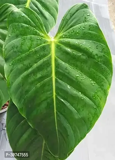 The Entacloo Philodendron Plant Yellow Philodendron Plant A3