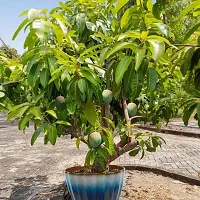 The Entacloo Mango Plant Rainbow Mango Plant-thumb2