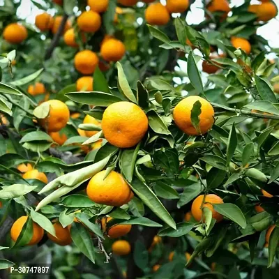 The Entacloo Orange Plant STR-thumb0