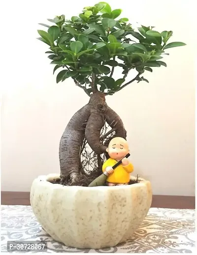 The Entacloo Ficus Bonsai Plant Ficus bonsai tree live plant, Live plant for ficus bonsai tree CF_B241-thumb0