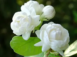 The Entacloo Jasmine Plant GET MOGRA-thumb1