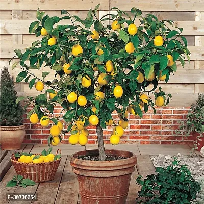 The Entacloo Lemon Plant Lemon 10 Plant-thumb0