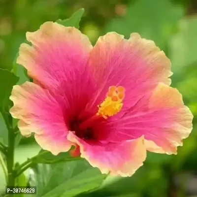 The Entacloo Hibiscus Gudhal Flower Plant Hybrid beautiful Hibiscus Plant-thumb0