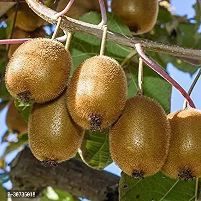 The Entacloo Kiwi Plant JHKIY7-thumb0