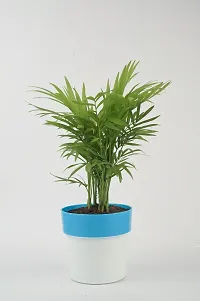 The Entacloo Areca Palm chamaedorea plant with blue and white pot-thumb1