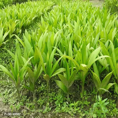 The Entacloo Betel NutSupari Plant Assam Betel Nuts-thumb3