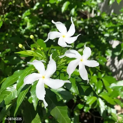 The Entacloo Jasmine Plant Jasmine Crepe Jasmine Chinese Tagor Night Blooming Jasmine Plant Disha000291111-thumb0