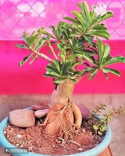 The Entacloo Adenium Plant (LV-151)