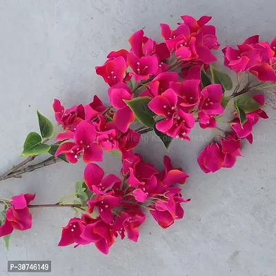 The Entacloo Bougainvillea Plant bcb01-thumb0