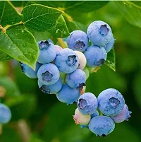 The Entacloo Grape Plant VGRare Hybrid Bush Blueberry Fruit Plant-thumb2