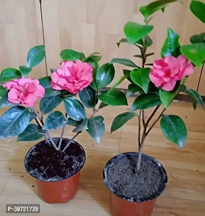 The Entacloo Rhoeo Plant Camellia Flower PlantB02-thumb0