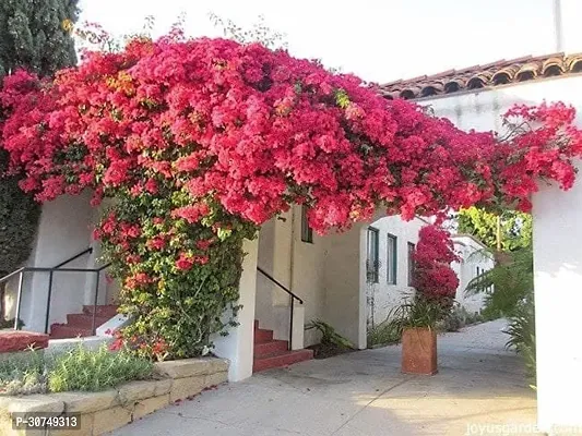 The Entacloo Bougainvillea Plant Bougainvillea-thumb0